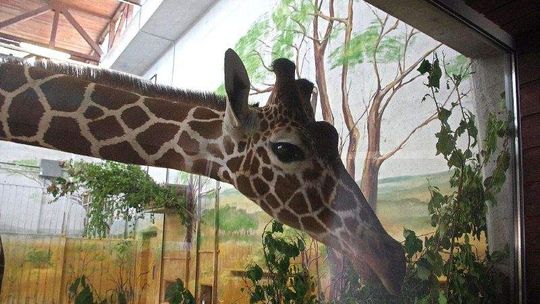 Żyrafy już mieszkają w zamojskim zoo