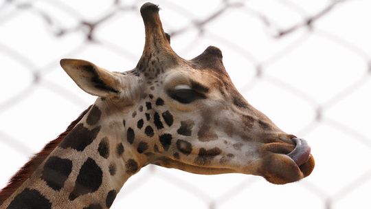 Żyrafy trafią do Zoo w Zamościu