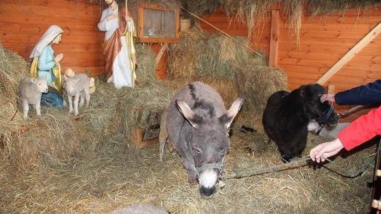 Żywa szopka w Białej Podlaskiej. Są osły, kury, zające