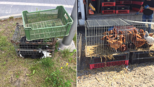 Żywe ryby, kury i króliki na słońcu. A na targu zakaz handlu zwierzętami, którego nikt nie przestrzegał