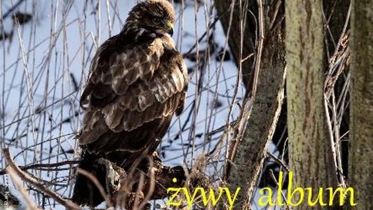 "Żywy album": Otwarcie wystawy fotograficznej i koncert w Zamościu