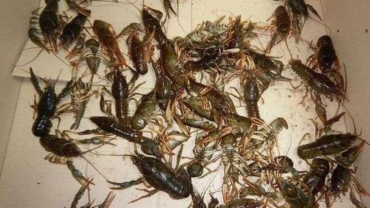 Żywy przemyt na granicy. Bagażnik pełny raków