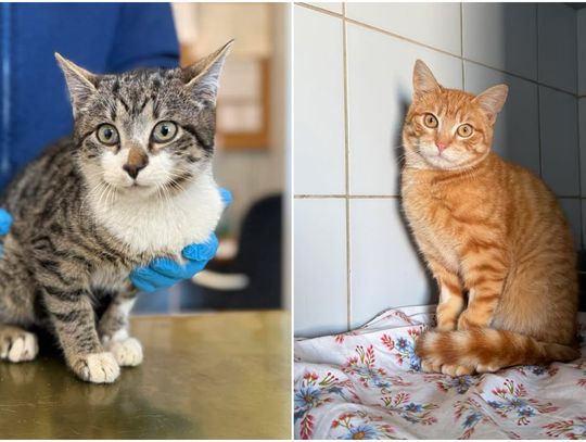 141 kotów czeka w lubelskim schronisku na kochający dom. Może któryś skradnie twoje serce?