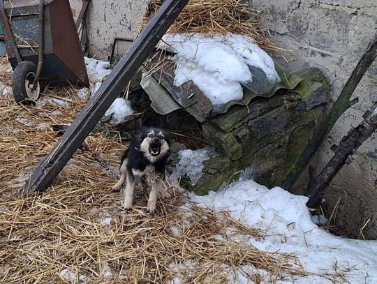 16 psów w makabrycznych warunkach. Małżeństwo odpowie za znęcanie się nad zwierzętami Zaniedbany pies na łańcuchu w zimowych warunkach