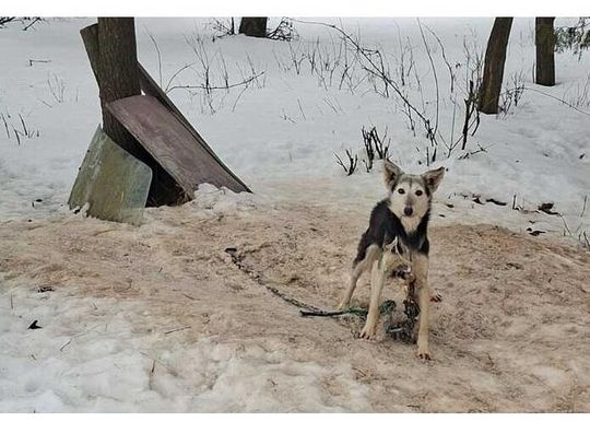 16 psów w skandalicznych warunkach. Interwencja w gminie Mircze