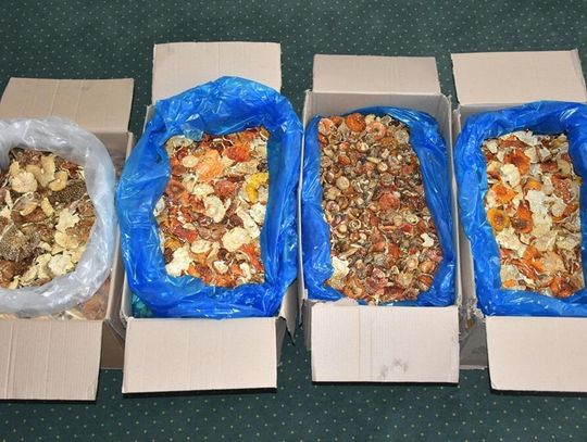 nielegalne muchomory ukryte w pudełkach