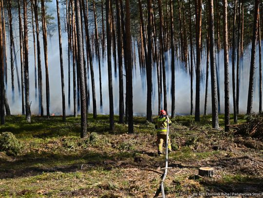 450 strażaków w Puszczy Solskiej. Przyjeżdżają jednostki z całego kraju