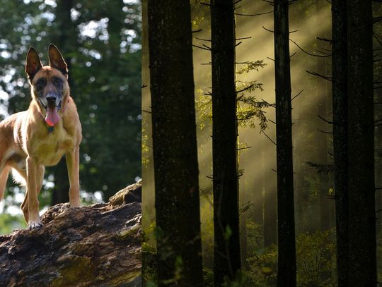 Akt oskarżenia przeciwko właścicielowi psów, które zagryzły człowieka