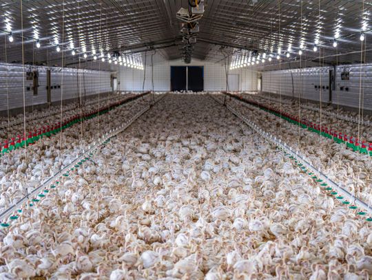 Anonimowa skarga, ostre emocje i ferma drobiu. Stary Brus na krawędzi lokalnego konfliktu Anonimowa skarga, ostre emocje i ferma drobiu. Stary Brus na krawędzi lokalnego konfliktu