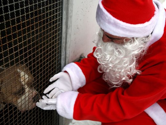 Zoomikołajki w lubelskim schronisku dla bezdomnych zwierząt