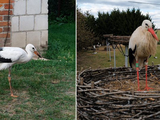 Wraca tam, gdzie dostał drugą szansę. Bocian po latach znów w Kozubszczyźnie
