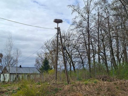 Bocianie gniazdo przeniesione ponad linię energetyczną