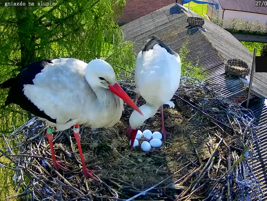 Bocianie rodziny pod czujnym okiem kamer. W gniazdach pojawiły się już pierwsze jaja