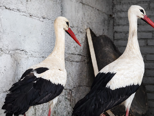 Bociany po przejściach trafiły do ośrodka. Teraz same zdecydują o odlocie