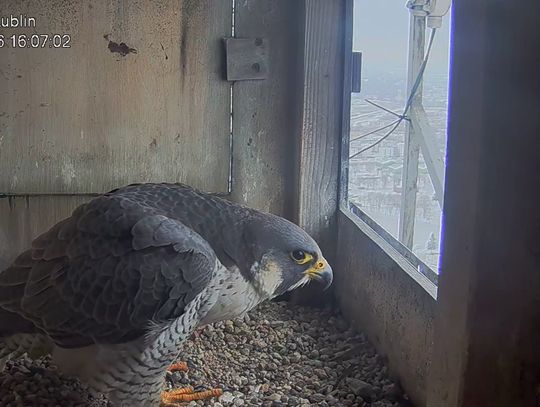 Zmiany w lubelskim gnieździe. Ziuta zniknęła, pojawiła się Niemka Zmiany w lubelskim gnieździe. Ziuta zniknęła, pojawiła się Niemka