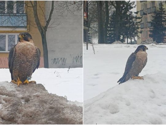 sokolica Chmielowa na hałdzie śniegu