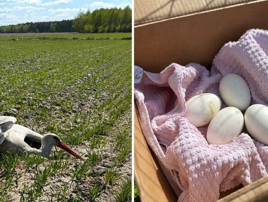 Bociane jaja uratowane dzięki mieszkańcom i energetykom