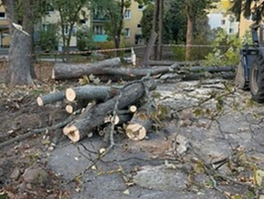 Drzewa przy Skautów nadal rosną. Mieszkańcy mają nowy plan. Chcą ocalić zieleń i uporządkować parkowanie