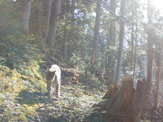 "Duch puszczy" na Roztoczu. Rzadki widok uwieczniony na nagraniu