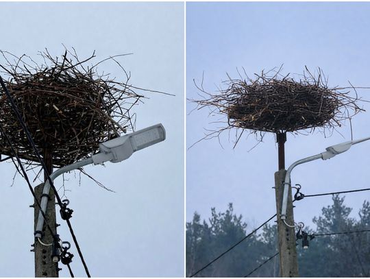 Gniazdo bocianów na infrastrukturze drogowej