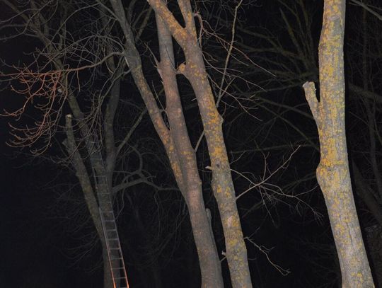 Przycinanie drzew skończyło się tragedią Przycinanie drzew skończyło się tragedią