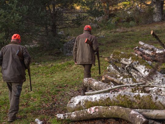 Gmina Chodel opublikowała harmonogram polowań zbiorowych. Pierwsze zaplanowano na październik