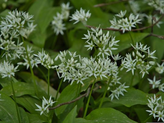Gryczanki w pokrzywach, ruskie z czosnkiem niedźwiedzim