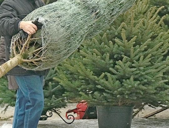 Ile kosztują choinki w Lublinie w 2025 roku? Porównanie cen na rynku, u lokalnych sprzedawców i w marketach Ile kosztują choinki w Lublinie w 2025 roku? Porównanie cen na rynku, u lokalnych sprzedawców i w marketach