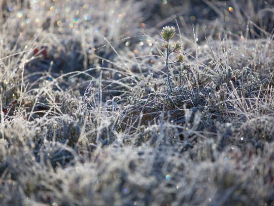 IMGW ostrzega: przymrozki nie odpuszczają