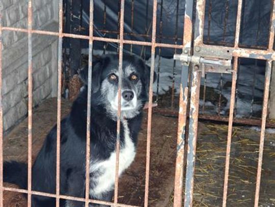 Schronisko dla zwierząt Chełm