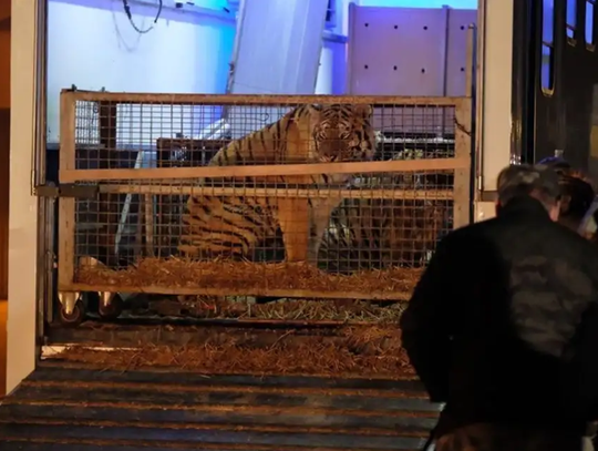 Jest prawomocny wyrok w sprawie transportu tygrysów. Sąd: sytuacja była wyjątkowa
