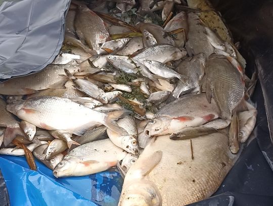 Katastrofa bez winnych? Śnięcie ryb w Stańkowie zamknięte decyzją prokuratury