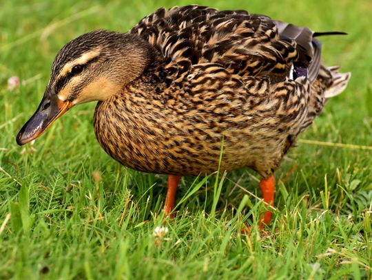 Kolejne ognisko ptasiej grypy w Lubelskiem. Ponad 26 tys. kaczek do likwidacji