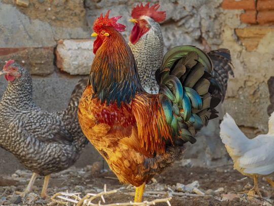 Ptasia grypa rzekomy pomór