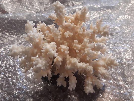 Koralowce i łodzik w walizce. Nietypowa „pamiątka” zatrzymana na granicy w Hrebennem CITES zatrzymane na granicy