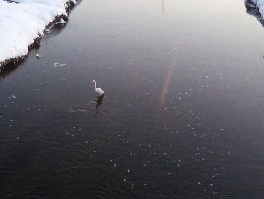 Kormorany, bociany i czaple. Zamiast odpoczywać w ciepłych krajach wybrały Lubelszczyznę