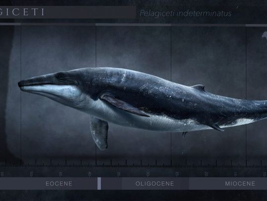 Kość prehistorycznego delfina niedaleko Lubartowa. Ma 38 milionów lat