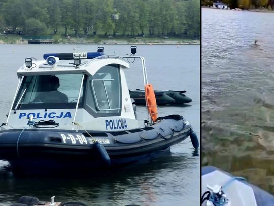 Koziołek w opałach. Na pomoc tonącemu zwierzęciu ruszyli policjanci