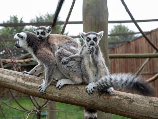 Lemurze maluchy w wojciechowskim ZOO