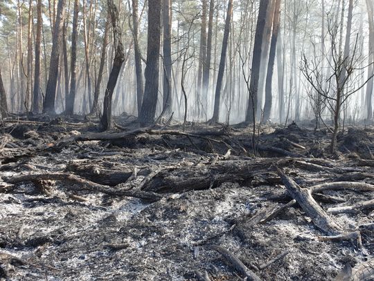 Leśnicy w regionie posadzą miliony drzew. Rusza też sezon ochrony przeciwpożarowej
