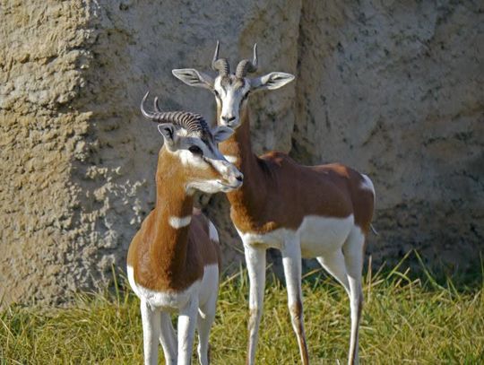 Gazela ZOO Zamość