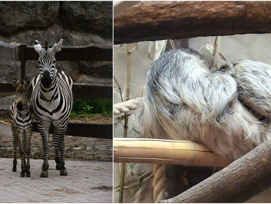 Mała zebra i leniwiec. Baby boom w zamojskim ZOO