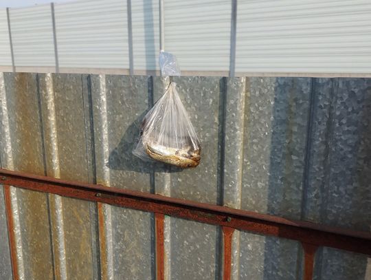 Martwe ryby na płocie warsztatu. Groźba czy makabryczny żart?