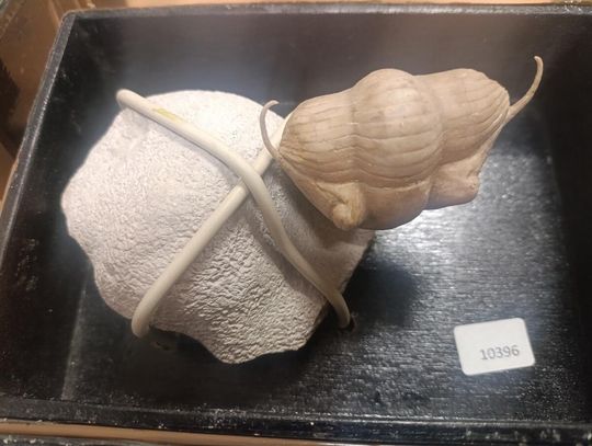 Mercedes pełen kontrabandy sprzed 555 milionów lat Mercedes pełen kontrabandy sprzed 555 milionów lat