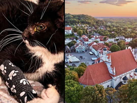 Miała rzucać kotem o bruk i podtapiać go w kościele. Szukają świadków
