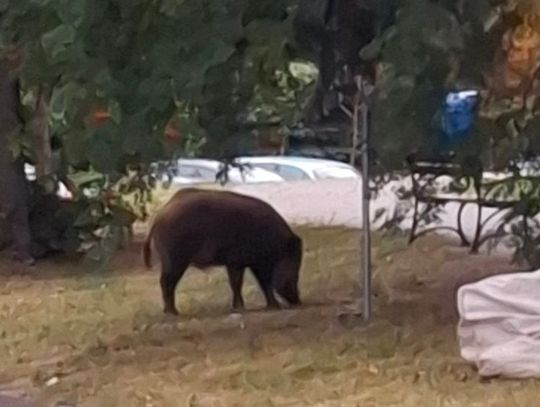 Mieszkaniec alarmuje przed początkiem roku szkolnego