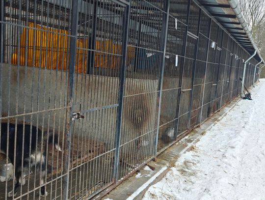 Schronisko dla zwierząt Chełm