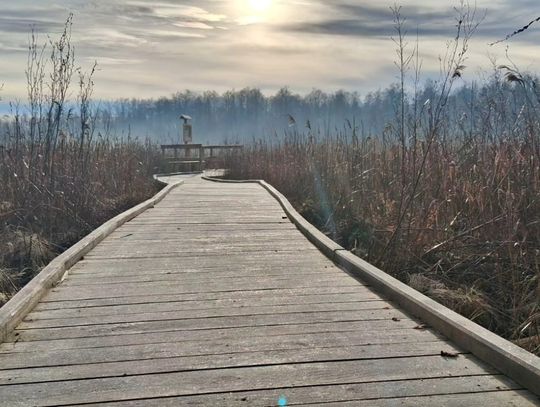 trasa spacerowa w Poleskim Parku Narodowym