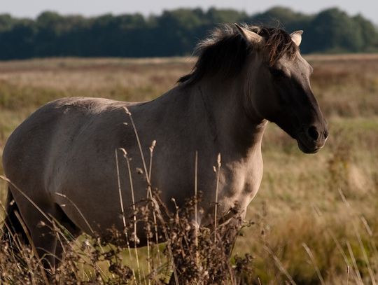 Konik polski tarpan
