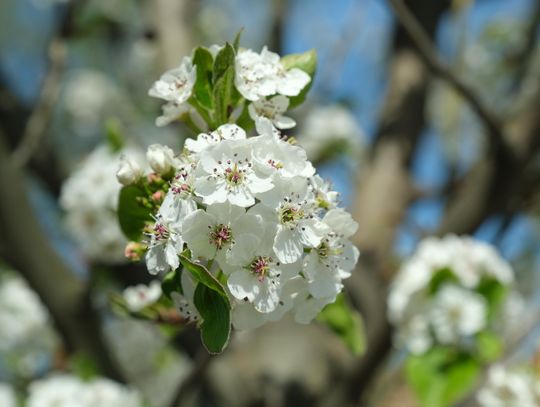 Nadciąga eksplozja wiosny W najbliższych dniach temperatura wyniesie do 14 st. C. IMGW wydał ostrzeżenia pierwszego stopnia przed mgłą w znacznej części kraju - poinformował synoptyk Instytutu Meteorologii i Gospodarki Wodnej Przemysław Makarewicz.